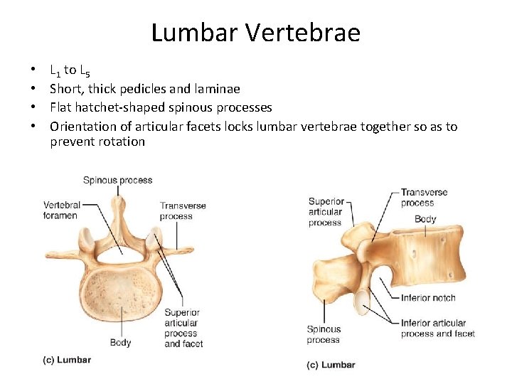 Lumbar Vertebrae • • L 1 to L 5 Short, thick pedicles and laminae