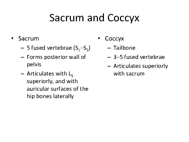 Sacrum and Coccyx • Sacrum – 5 fused vertebrae (S 1–S 5) – Forms