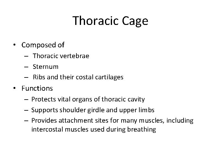Thoracic Cage • Composed of – Thoracic vertebrae – Sternum – Ribs and their