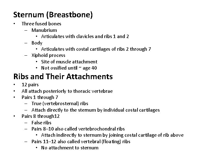 Sternum (Breastbone) • Three fused bones – Manubrium • Articulates with clavicles and ribs