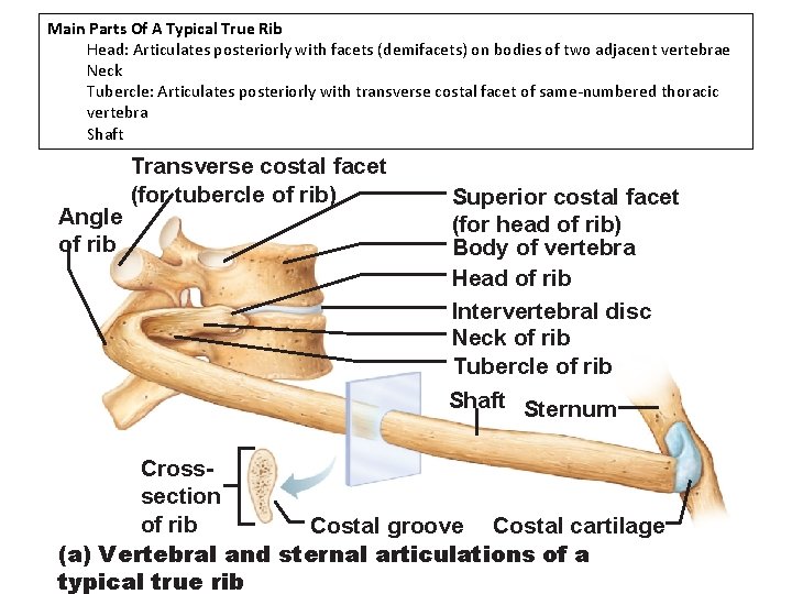 Main Parts Of A Typical True Rib Head: Articulates posteriorly with facets (demifacets) on