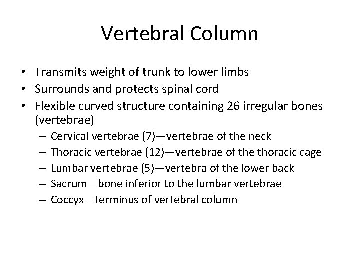Vertebral Column • Transmits weight of trunk to lower limbs • Surrounds and protects