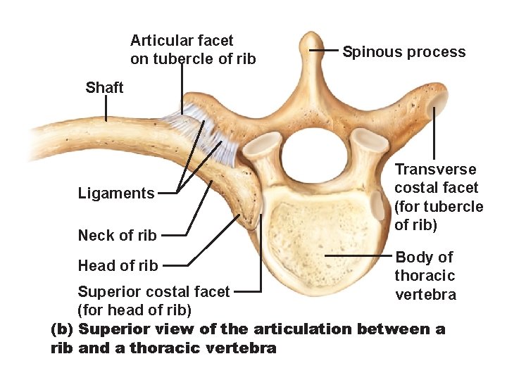 Articular facet on tubercle of rib Spinous process Shaft Ligaments Neck of rib Head