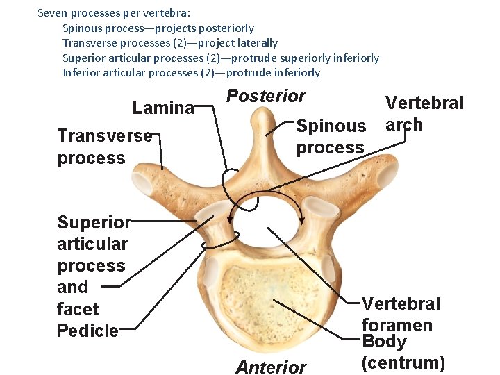 Seven processes per vertebra: Spinous process—projects posteriorly Transverse processes (2)—project laterally Superior articular processes