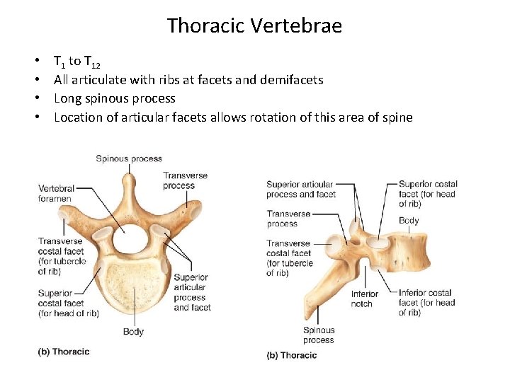 Thoracic Vertebrae • • T 1 to T 12 All articulate with ribs at