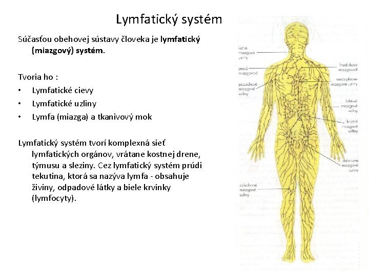 Lymfatický systém Súčasťou obehovej sústavy človeka je lymfatický (miazgový) systém. Tvoria ho : •