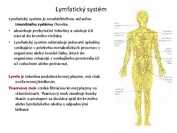Lymfatický systém je neoddeliteľnou súčasťou imunitného systému človeka. • absorbuje prebytočné tekutiny a zaisťuje