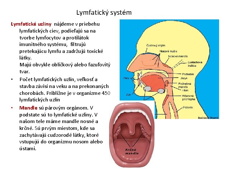 Lymfatický systém Lymfatické uzliny nájdeme v priebehu lymfatických ciev, podieľajú sa na tvorbe lymfocytov