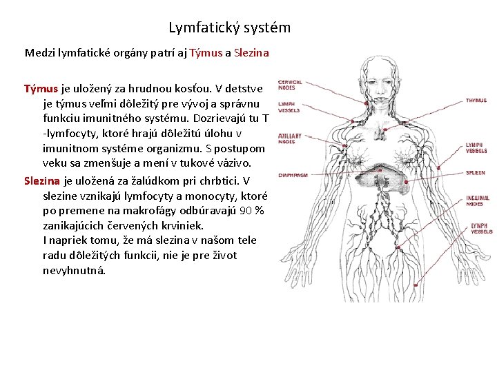 Lymfatický systém Medzi lymfatické orgány patrí aj Týmus a Slezina Týmus je uložený za