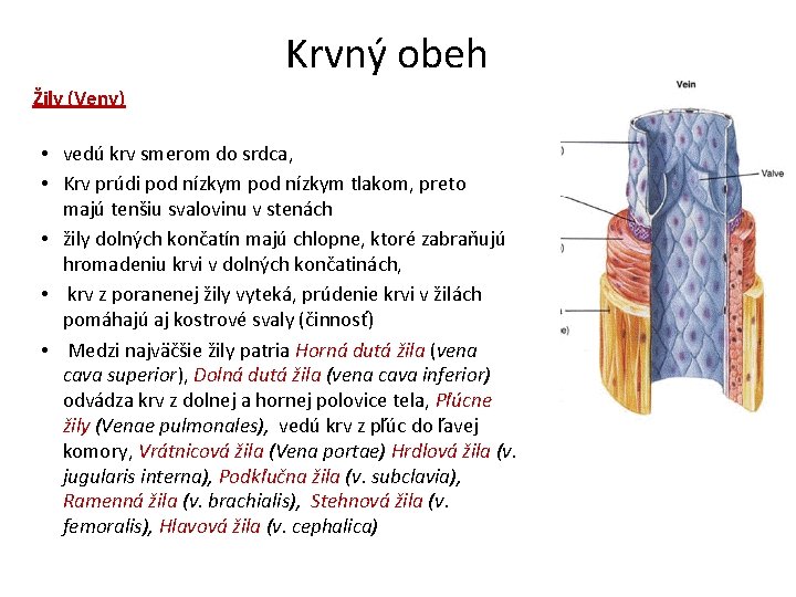 Krvný obeh Žily (Veny) • vedú krv smerom do srdca, • Krv prúdi pod