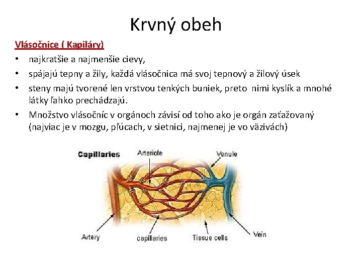 Krvný obeh Vlásočnice ( Kapiláry) • najkratšie a najmenšie cievy, • spájajú tepny a