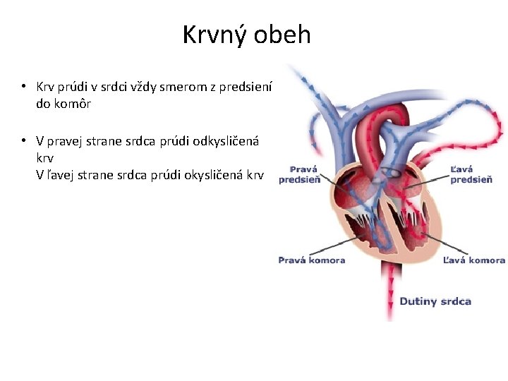 Krvný obeh • Krv prúdi v srdci vždy smerom z predsiení do komôr •