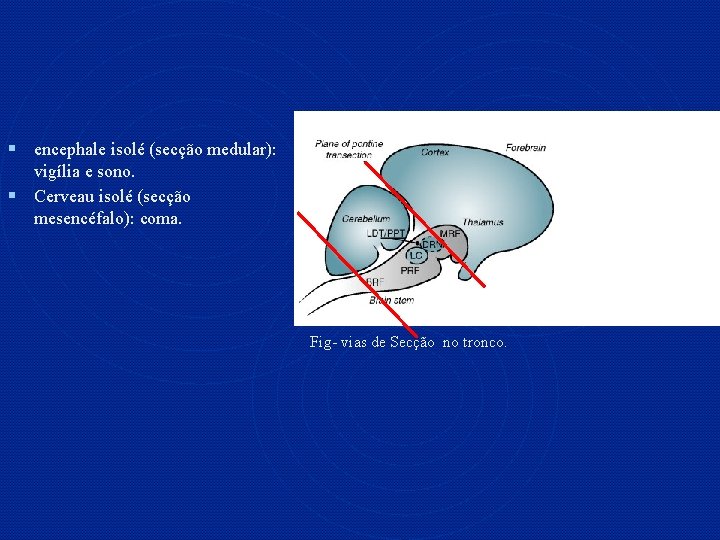 § encephale isolé (secção medular): vigília e sono. § Cerveau isolé (secção mesencéfalo): coma.