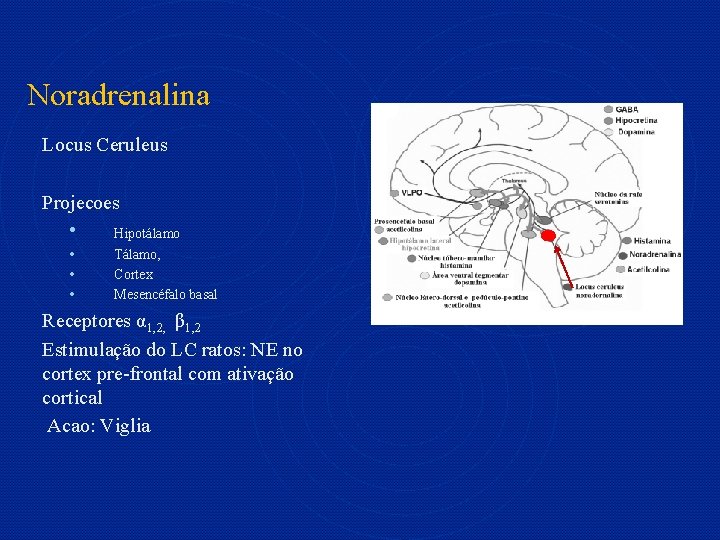 Noradrenalina Locus Ceruleus Projecoes • Hipotálamo • • • Tálamo, Cortex Mesencéfalo basal Receptores