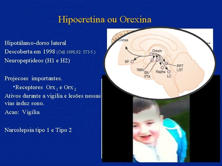 Hipocretina ou Orexina Hipotálamo-dorso lateral Descoberta em 1998 (Cell 1998; 92: 573 -5 )