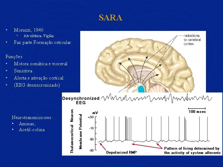 SARA • Moruzzi, 1940 • • Atv elétrica- Vigília Faz parte Formação reticular. Funções