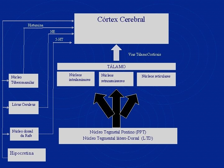 Córtex Cerebral Histamina NE 5 -HT Vias Tálamo. Corticais TÁLAMO Núcleo Túberomamilar Núcleos intralaminares