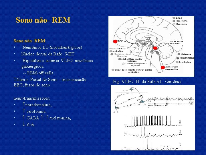 Sono não- REM: • Neurônios LC (noradrenérgicos). • Núcleo dorsal da Rafe: 5 -HT