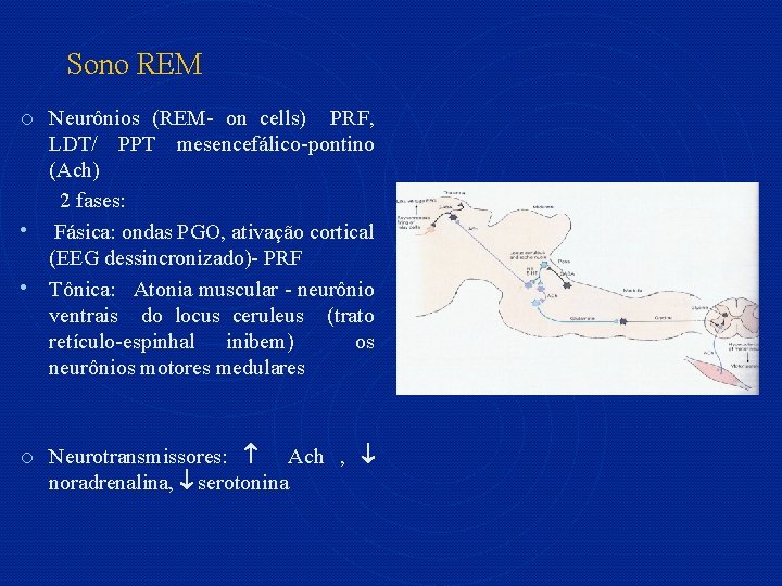Sono REM o Neurônios (REM- on cells) PRF, LDT/ PPT mesencefálico-pontino (Ach) 2 fases: