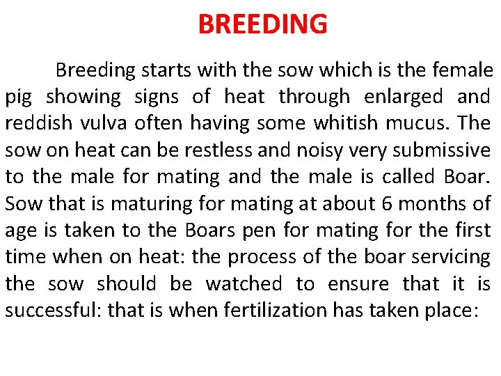 BREEDING Breeding starts with the sow which is the female pig showing signs of