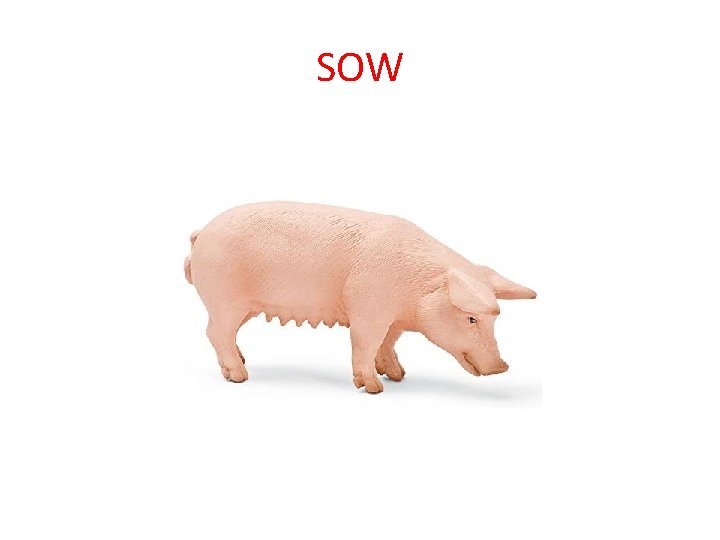 SOW 