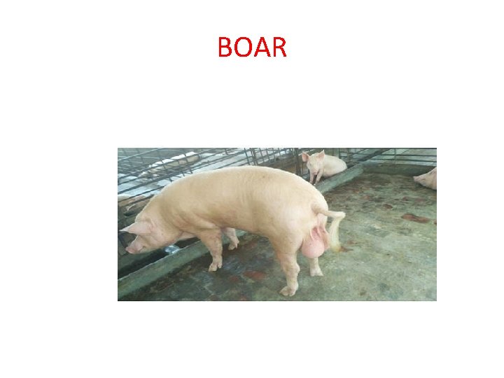 BOAR 