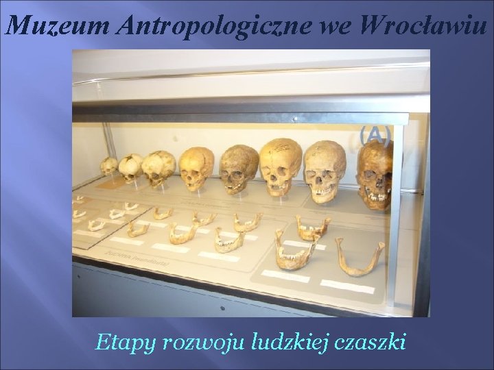 Muzeum Antropologiczne we Wrocławiu Etapy rozwoju ludzkiej czaszki 