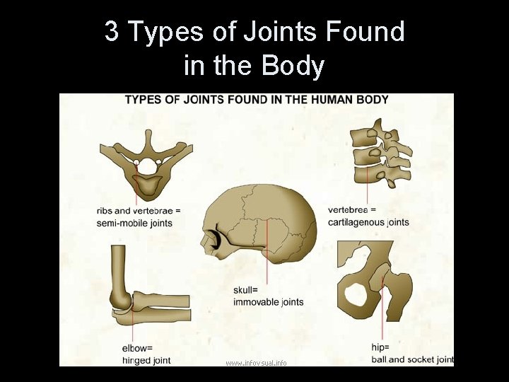 3 Types of Joints Found in the Body 