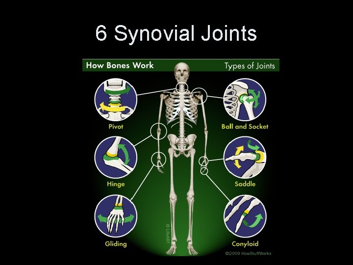 6 Synovial Joints 