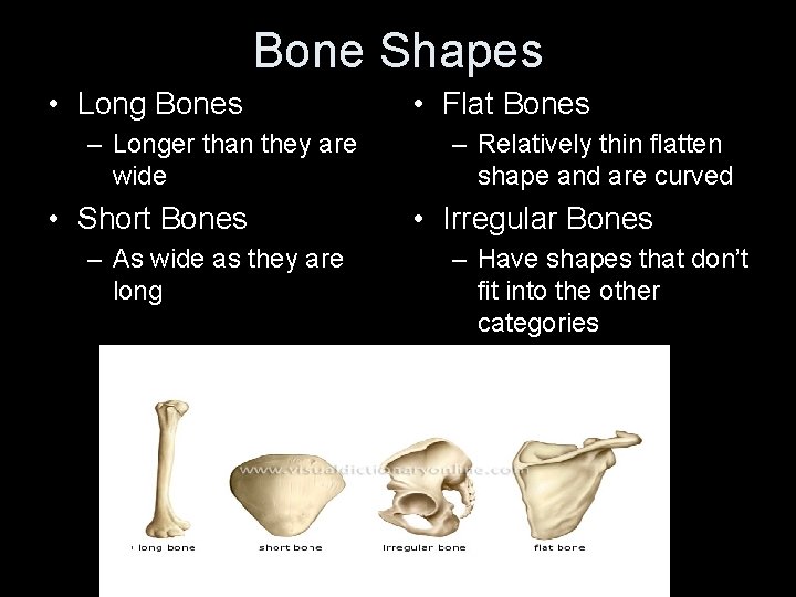 Bone Shapes • Long Bones – Longer than they are wide • Short Bones