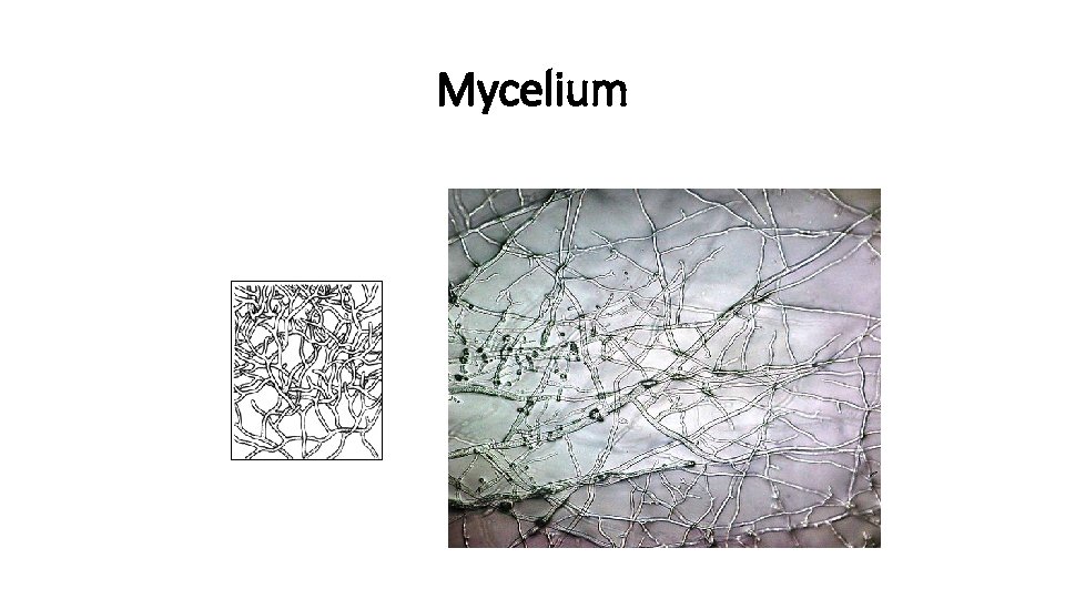 Mycelium 