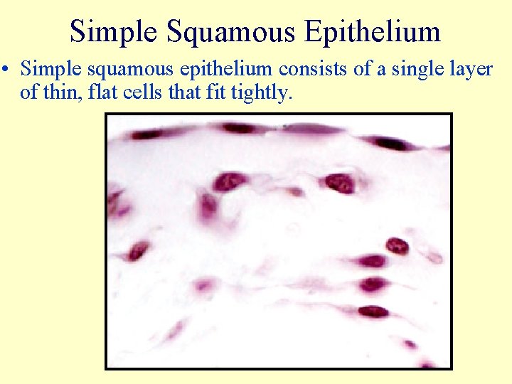 Simple Squamous Epithelium • Simple squamous epithelium consists of a single layer of thin,
