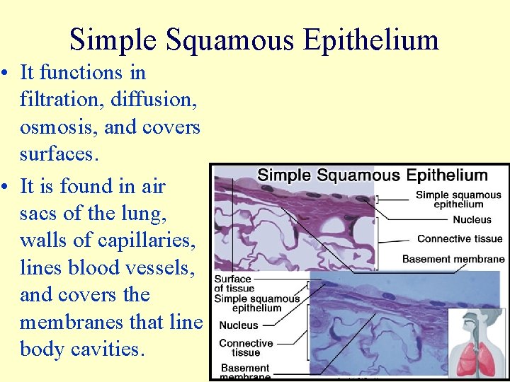 Simple Squamous Epithelium • It functions in filtration, diffusion, osmosis, and covers surfaces. •