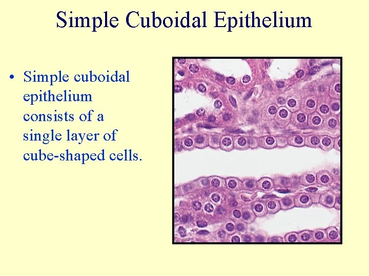 Simple Cuboidal Epithelium • Simple cuboidal epithelium consists of a single layer of cube-shaped