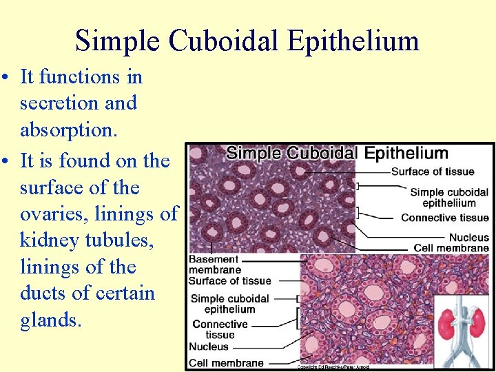 Simple Cuboidal Epithelium • It functions in secretion and absorption. • It is found