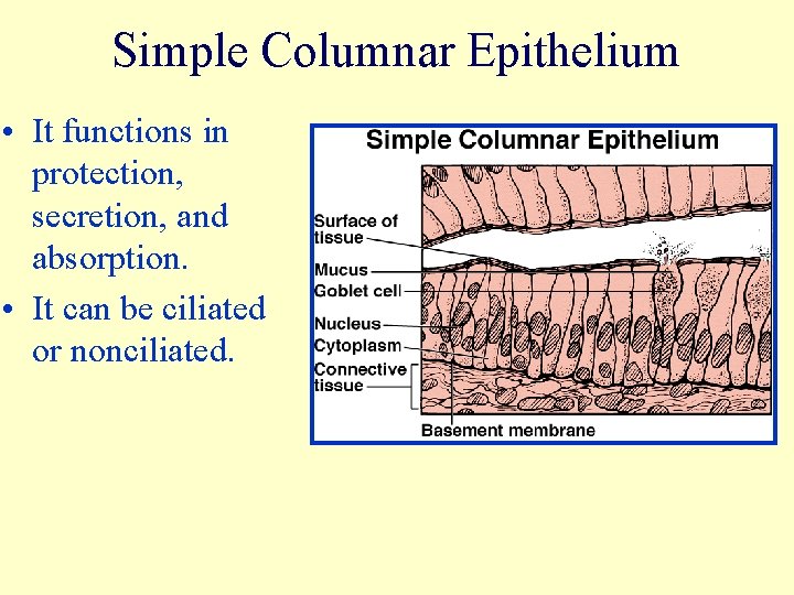 Simple Columnar Epithelium • It functions in protection, secretion, and absorption. • It can