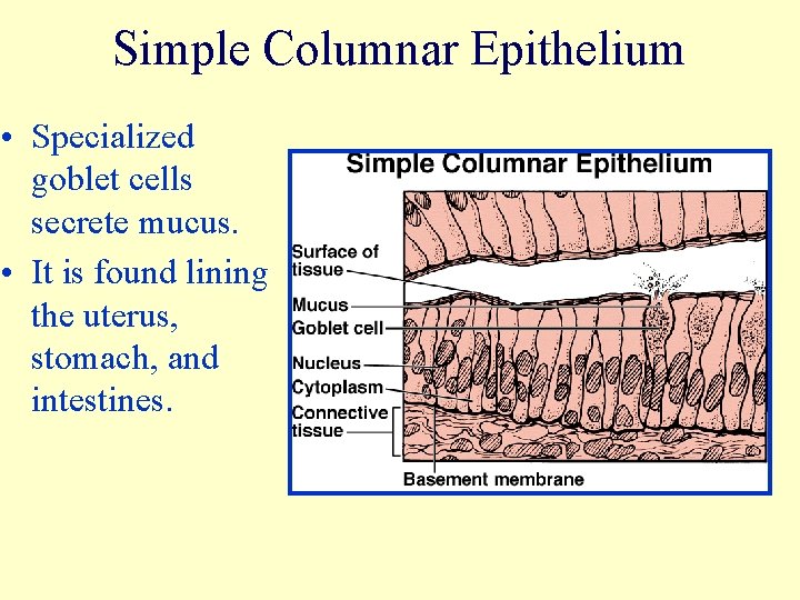 Simple Columnar Epithelium • Specialized goblet cells secrete mucus. • It is found lining