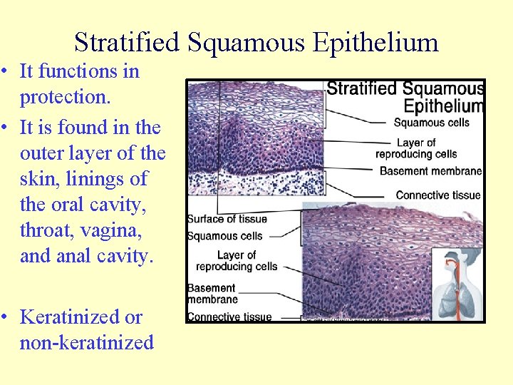 Stratified Squamous Epithelium • It functions in protection. • It is found in the