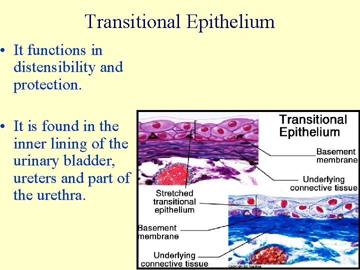 Transitional Epithelium • It functions in distensibility and protection. • It is found in