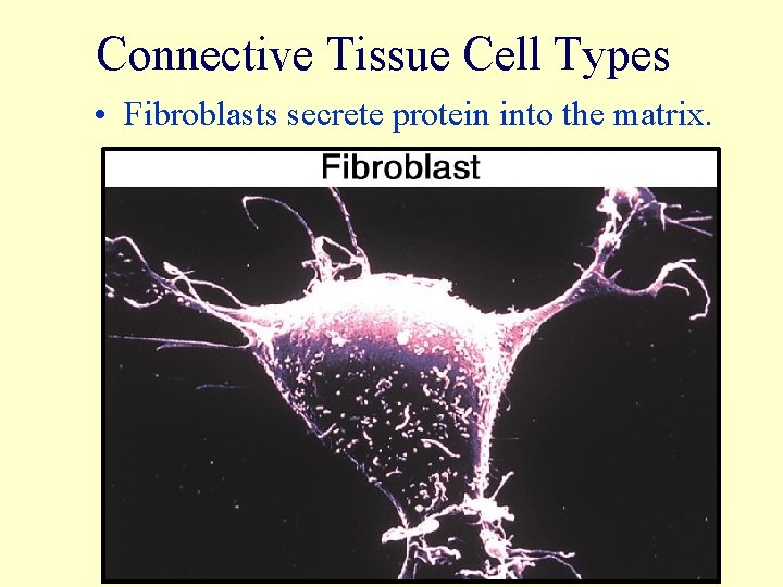 Connective Tissue Cell Types • Fibroblasts secrete protein into the matrix. 