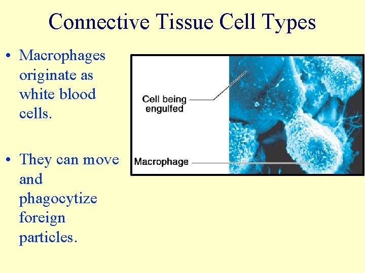 Connective Tissue Cell Types • Macrophages originate as white blood cells. • They can
