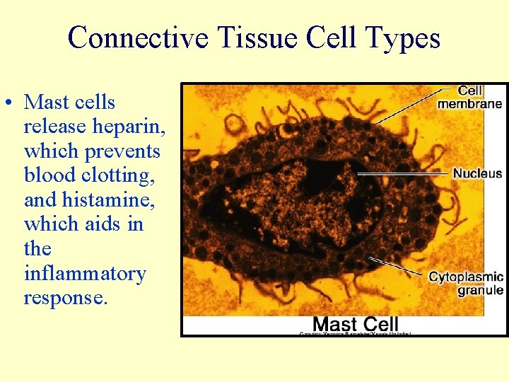 Connective Tissue Cell Types • Mast cells release heparin, which prevents blood clotting, and