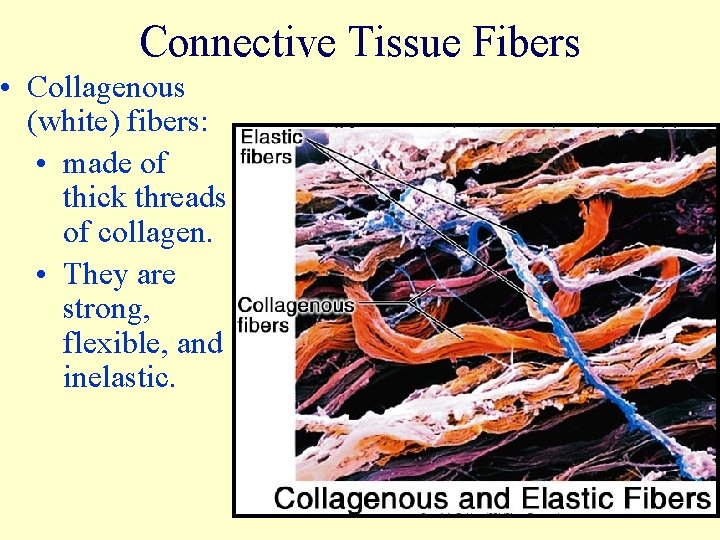 Connective Tissue Fibers • Collagenous (white) fibers: • made of thick threads of collagen.