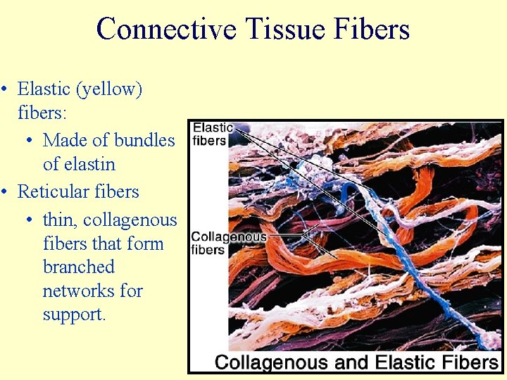 Connective Tissue Fibers • Elastic (yellow) fibers: • Made of bundles of elastin •