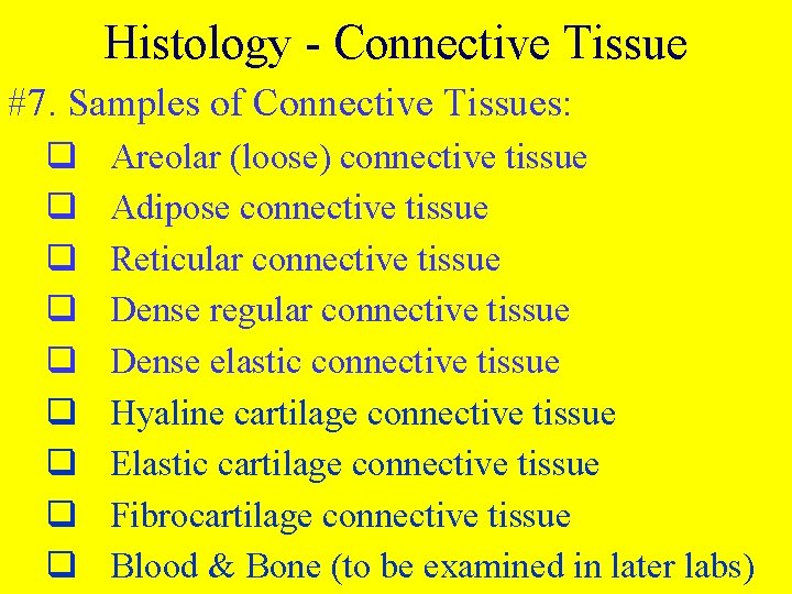 Histology - Connective Tissue #7. Samples of Connective Tissues: q q q q q