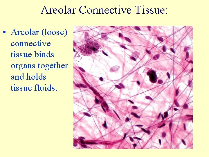 Areolar Connective Tissue: • Areolar (loose) connective tissue binds organs together and holds tissue