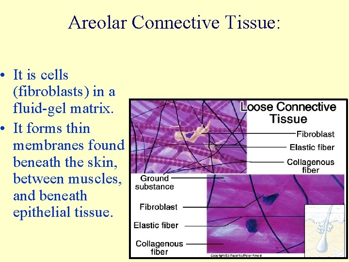 Areolar Connective Tissue: • It is cells (fibroblasts) in a fluid-gel matrix. • It