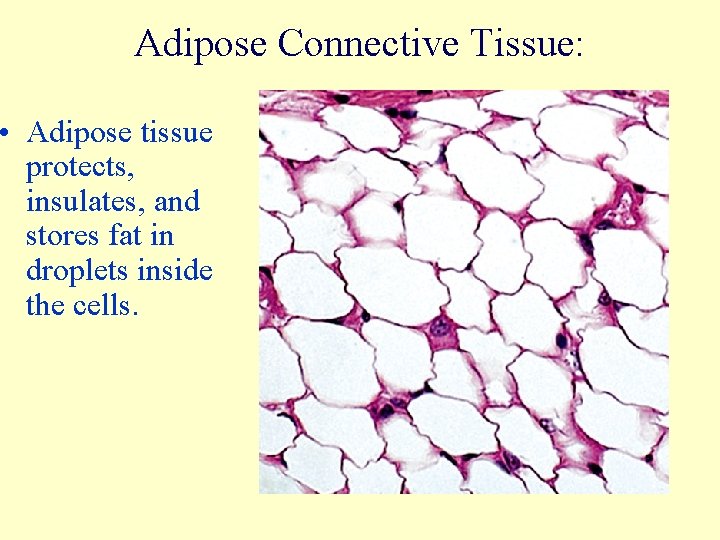 Adipose Connective Tissue: • Adipose tissue protects, insulates, and stores fat in droplets inside
