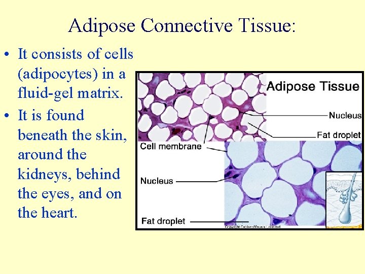 Adipose Connective Tissue: • It consists of cells (adipocytes) in a fluid-gel matrix. •