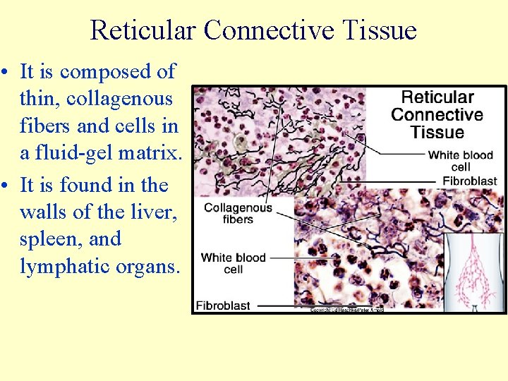 Reticular Connective Tissue • It is composed of thin, collagenous fibers and cells in